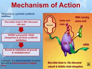 Mechanism of Action
Macrolide is a protein synthesis
inhibitor.
Generally it is bacteriostatic in action
but acts as bacteriocidal at higher
dose.
Macrolides bind to 50S ribosomal
sub-unit
Inhibit polypeptide chain
elongation & protein synthesis
inhibition
Result in inhibition of growth
& multiplication.
10
 