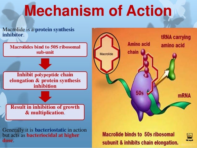 Action.ppt of azithromycin mechanism