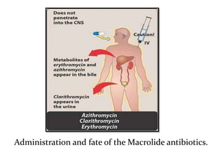 Administration and fate of the Macrolide antibiotics.
 
