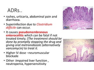 ADRs..
• rashes, urticaria, abdominal pain and
diarrhoea.
• Superinfection due to Clostridium
difficile can occur.
• It causes pseudomembranous
enterocolitis which can be fatal if not
treated timely. (The treatment should be
done by promptly stopping the drug and
giving oral metronidazole (alternatively
vancomycin) to treat it.
• Higher IV dose –neuromuscular
blockade
• Other :Impaired liver function ,
neutropenia, hypersensitivity
 