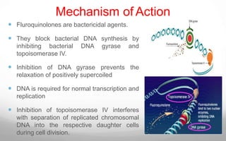 Quinolone & Fluoroquinolones | PPTX | Infectious Diseases | Diseases