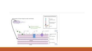 Macrolides, Aminoglycosides, Polyene & polypeptide antibiotics.pptx
