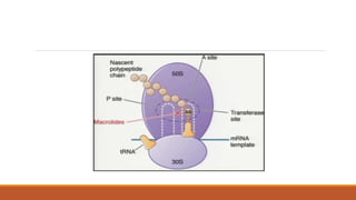 • Streptococcus pneumoniae, strepto. Pyrogenes
• Staphylococci
Gram positive cocci
• N. gonorrhoea
• Moraxella catarrhalis...