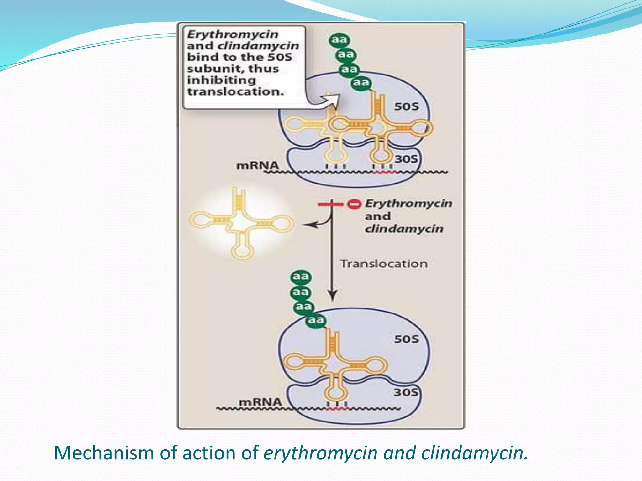 Mechanism of action of erythromycin and clindamycin.
 