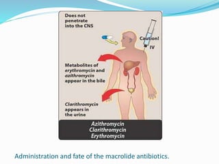 Administration and fate of the macrolide antibiotics.
 