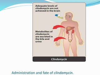Administration and fate of clindamycin.
 