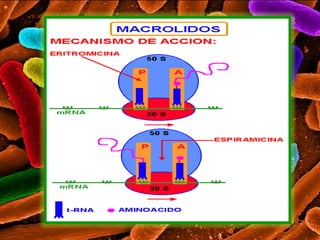 Macrólidos 
