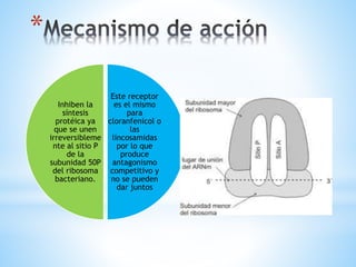 *
Este receptor
es el mismo
para
cloranfenicol o
las
lincosamidas
por lo que
produce
antagonismo
competitivo y
no se pueden
dar juntos
Inhiben la
síntesis
protéica ya
que se unen
irreversibleme
nte al sitio P
de la
subunidad 50P
del ribosoma
bacteriano.
 