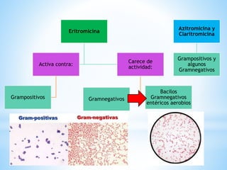 Eritromicina
Activa contra:
Grampositivos
Carece de
actividad:
Gramnegativos
Bacilos
Gramnegativos
entéricos aerobios
Azitromicina y
Claritromicina
Grampositivos y
algunos
Gramnegativos
 