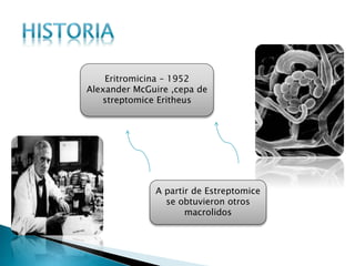 Eritromicina – 1952
Alexander McGuire ,cepa de
streptomice Eritheus
A partir de Estreptomice
se obtuvieron otros
macrolidos
 