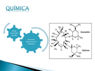 Azucares,
desaminosa y
cladinosa
Anillo
macrolido
grande
 