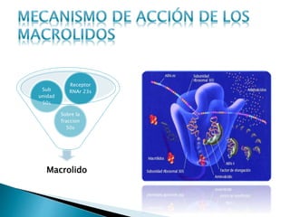 Macrolido
Sobre la
fraccion
50s
Sub
unidad
50s
Receptor
RNAr 23s
 