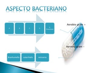 A B C G
S,
Pneumonie
Branhumella catarrhalis neisseria
Aerobio gram +
Aerobio gram -
 