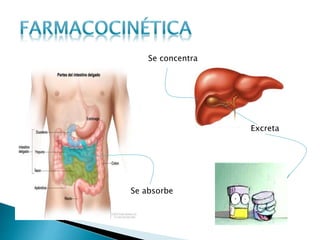 Se absorbe
Se concentra
Excreta
 