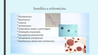 Sensibles a eritromicina
 