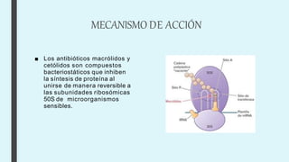 MECANISMO DE ACCIÓN
■ Los antibióticos macrólidos y
cetólidos son compuestos
bacteriostáticos que inhiben
la síntesis de proteína al
unirse de manera reversible a
las subunidades ribosómicas
50S de microorganismos
sensibles.
 