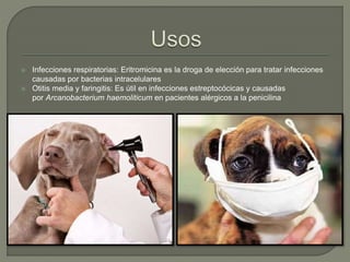  Infecciones respiratorias: Eritromicina es la droga de elección para tratar infecciones
causadas por bacterias intracelulares
 Otitis media y faringitis: Es útil en infecciones estreptocócicas y causadas
por Arcanobacterium haemoliticum en pacientes alérgicos a la penicilina
 