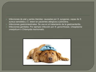  Infecciones de piel y partes blandas: causadas por S. pyogenes, cepas de S.
aureus sensibles y C. tetani en pacientes alérgicos a penicilina.
 Infecciones gastrointestinales: Se usa en el tratamiento de la gastroenteritis.
 Infecciones genitales: Por ejemplo infección por N. gonorrhoeae, Ureaplasma
urealyticum o Chlamydia trachomatis.
 