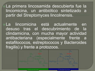 La primera lincosamida descubierta fue la
lincomicina, un antibiótico sintetizado a
partir del Streptomyces lincolnensis.
La lincomicina está actualmente en
desuso tras el descubrimiento de la
clindamicina, con mucha mayor actividad
antibacteriana (especialmente frente a
estafilococos, estreptococos y Bacteroides
fragilis) y frente a protozoos.
 