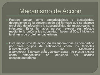  Pueden actuar como bacteriostáticos o bactericidas,
dependiendo de la concentración del fármaco que se alcance
en el sitio de infección y la susceptibilidad del microorganismo
infectante. Estos fármacos parecen ejercer sus efectos
mediante la unión a las subunidad ribosomal 50s, inhibiendo
la síntesis de proteínas bacterianas.
 Este mecanismo de acción de las lincomicinas es compartido
por otros grupos de antibióticos como los fenicoles
(Cloranfenicol) y los Macrólidos
(Eritromicina, Claritromicina y Azitromicina). Por lo cual actuan
como antagonistas no debiendo ser usados
concomitantemente
 