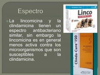 La lincomicina y la
clindamicina tienen un
espectro antibacteriano
similar, sin embargo la
lincomicina es en general
menos activa contra los
microorganismos que son
susceptibles a la
clindamicina.
 