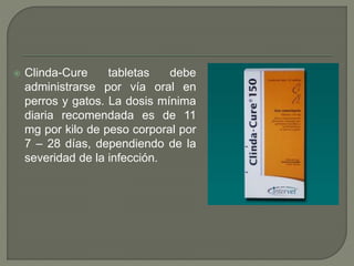  Clinda-Cure tabletas debe
administrarse por vía oral en
perros y gatos. La dosis mínima
diaria recomendada es de 11
mg por kilo de peso corporal por
7 – 28 días, dependiendo de la
severidad de la infección.
 