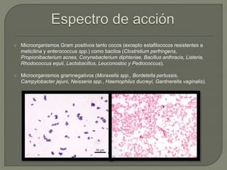  Microorganismos Gram positivos tanto cocos (excepto estafilococos resistentes a
meticilina y enterococcus spp.) como bacilos (Clostridium perfringens,
Propionibacterium acnes, Corynebacterium diphteriae, Bacillus anthracis, Listeria,
Rhodococcus equii, Lactobacillus, Leuconostoc y Pediococcus).
 Microorganismos gramnegativos (Moraxella spp., Bordetella pertussis,
Campylobacter jejuni, Neisseria spp., Haemophilus ducreyi, Gardnerella vaginalis).
 