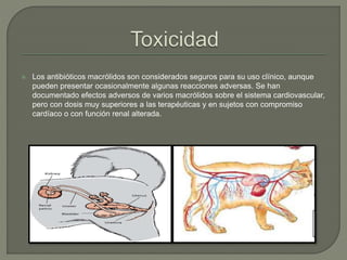  Los antibióticos macrólidos son considerados seguros para su uso clínico, aunque
pueden presentar ocasionalmente algunas reacciones adversas. Se han
documentado efectos adversos de varios macrólidos sobre el sistema cardiovascular,
pero con dosis muy superiores a las terapéuticas y en sujetos con compromiso
cardíaco o con función renal alterada.
 