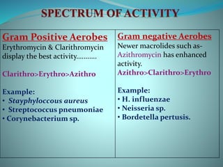 Gram Positive Aerobes
Erythromycin & Clarithromycin
display the best activity…........
Clarithro>Erythro>Azithro
Example:
• Stayphyloccous aureus
• Streptococcus pneumoniae
• Corynebacterium sp.
Gram negative Aerobes
Newer macrolides such as-
Azithromycin has enhanced
activity.
Azithro>Clarithro>Erythro
Example:
• H. influenzae
• Neisseria sp.
• Bordetella pertusis.
 