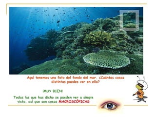 Aquí tenemos una foto del fondo del mar. ¿Cuántas cosas distintas puedes ver en ella? ¡MUY BIEN!  Todas las que has dicho se pueden ver a simple vista, así que son cosas   MACROSCÓPICAS 