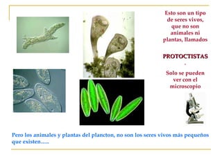Pero los animales y plantas del plancton, no son los seres vivos más pequeños que existen….. Esto son un tipo de seres vivos, que no son animales ni plantas, llamados PROTOCTISTAS . Solo se pueden ver con el microscopio 