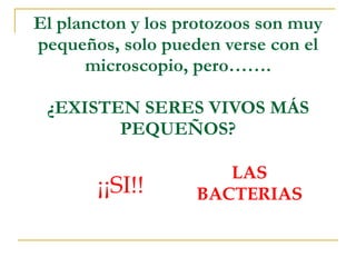 El plancton y los protozoos son muy pequeños, solo pueden verse con el microscopio, pero……. ¿EXISTEN SERES VIVOS MÁS PEQUEÑOS? ¡¡SI!! LAS BACTERIAS 