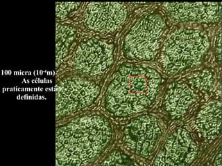 100 micra (10 -4 m)  As células praticamente estão definidas. 