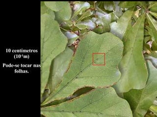 10 centímetros (10 -1 m) Pode-se tocar nas folhas. 