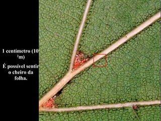 1 centímetro (10 -2 m) É possível sentir o cheiro da folha. 