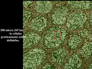100 micra (10 -4 m)  As células praticamente estão definidas. 