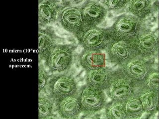10 micra (10 -5 m)  As células aparecem.  