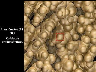 1 nanômetro (10 -9 m) Os blocos cromossômicos. 