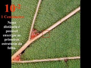 Nesta distância é possível enxergar as primeiras estruturas da folha. 10 -2 1 Centímetro 