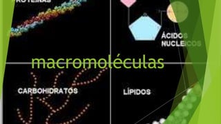 macromoléculas
 