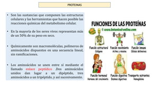 PROTEINAS
• Son las sustancias que componen las estructuras
celulares y las herramientas que hacen posible las
reacciones químicas del metabolismo celular.
• En la mayoría de los seres vivos representan más
de un 50% de su peso en seco.
• Químicamente son macromoléculas, polímeros de
aminoácidos dispuestos en una secuencia lineal,
sin ramificaciones.
• Los aminoácidos se unen entre sí mediante el
llamado enlace peptídico .Dos aminoácidos
unidos dan lugar a un dipéptido, tres
aminoácidos a un tripéptido, y así sucesivamente.
 