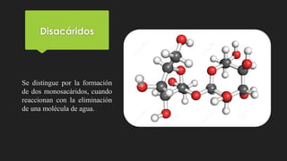 Disacáridos
Se distingue por la formación
de dos monosacáridos, cuando
reaccionan con la eliminación
de una molécula de agua.
 