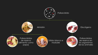 Polisacárido
Almidón
Polisacáridos
de reserva
(alimento como
papa)
Sólido blanco e
insoluble
Glucógeno
Polisacáridos
de reserva en
los organismos
de los animales
 