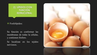 2) LÍPIDOS CON
FUNCIÓN
ESTRUCUTRAL
 Fosfolípidos:
Su función es conformar las
membranas de todas la células,
y contienen fósforo.
Se localizan en los tejidos
nerviosos.
 