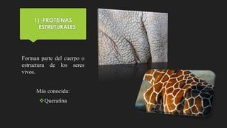 1) PROTEÍNAS
ESTRUTURALES
Forman parte del cuerpo o
estructura de los seres
vivos.
Más conocida:
Queratina
 