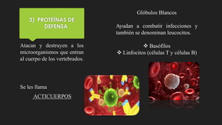 3) PROTEÍNAS DE
DEFENSA
Atacan y destruyen a los
microorganismos que entran
al cuerpo de los vertebrados.
Se les llama
ACTICUERPOS
Glóbulos Blancos
Ayudan a combatir infecciones y
también se denominan leucocitos.
 Basófilos
 Linfocitos (células T y células B)
 