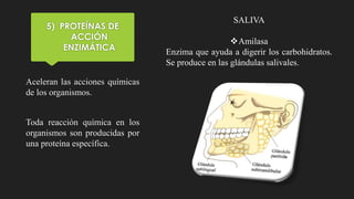 5) PROTEÍNAS DE
ACCIÓN
ENZIMÁTICA
Aceleran las acciones químicas
de los organismos.
Toda reacción química en los
organismos son producidas por
una proteína específica.
SALIVA
Amilasa
Enzima que ayuda a digerir los carbohidratos.
Se produce en las glándulas salivales.
 
