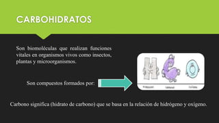 CARBOHIDRATOS
Son biomoléculas que realizan funciones
vitales en organismos vivos como insectos,
plantas y microorganismos.
Son compuestos formados por:
Carbono significa (hidrato de carbono) que se basa en la relación de hidrógeno y oxígeno.
 