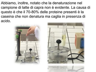 Abbiamo, inoltre, notato che la denaturazione nel
campione di latte di capra non è evidente. La causa di
questo è che il 70-80% delle proteine presenti è la
caseina che non denatura ma caglia in presenza di
acido.
 