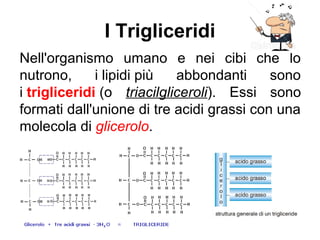 I Trigliceridi
Nell'organismo umano e nei cibi che lo
nutrono, i lipidi più abbondanti sono
i trigliceridi (o triacilgliceroli). Essi sono
formati dall'unione di tre acidi grassi con una
molecola di glicerolo.
 